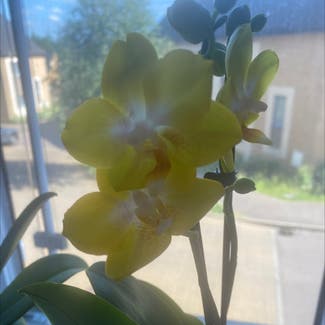 Mini Phalaenopsis Orchid plant in Stevenage, England