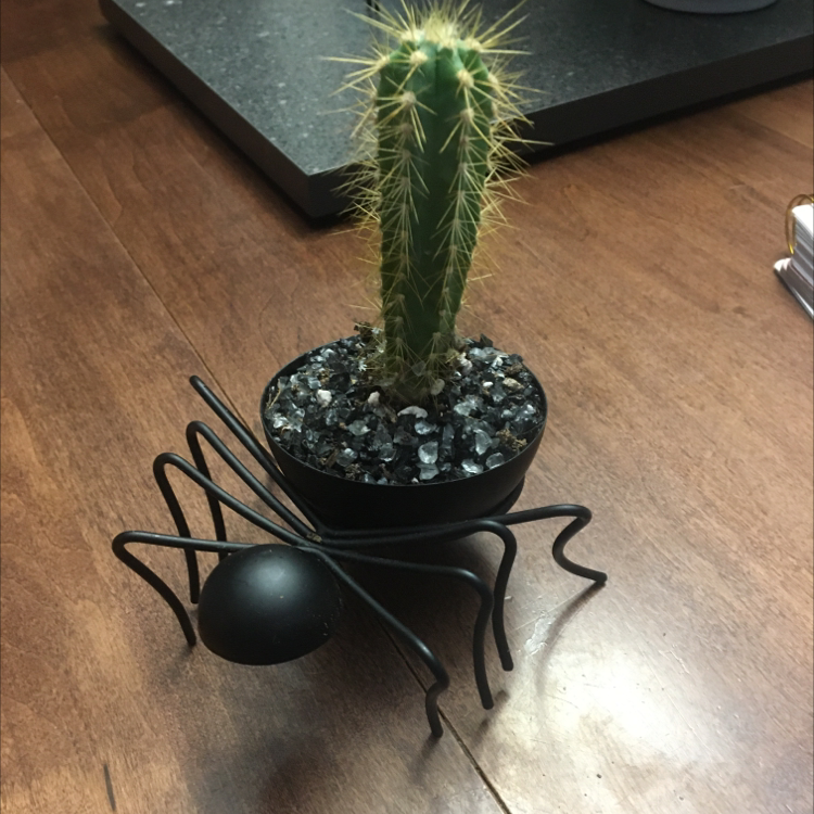 A Blue Columnar Cactus in a spider-shaped pot with decorative stones on the soil.
