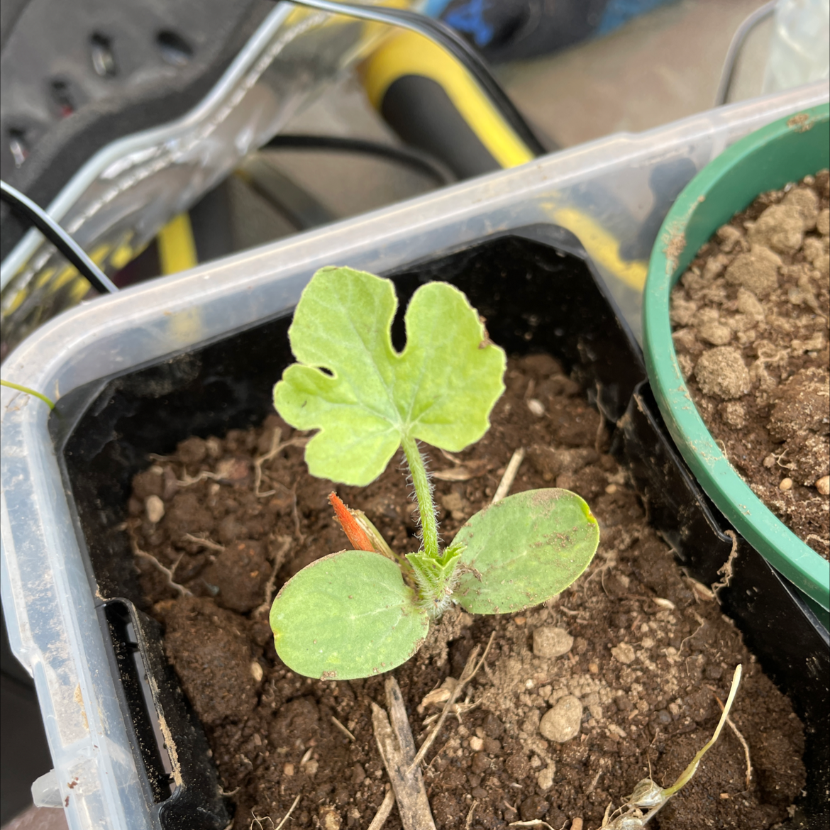 Young watermelon plant in a small container with visible soil.