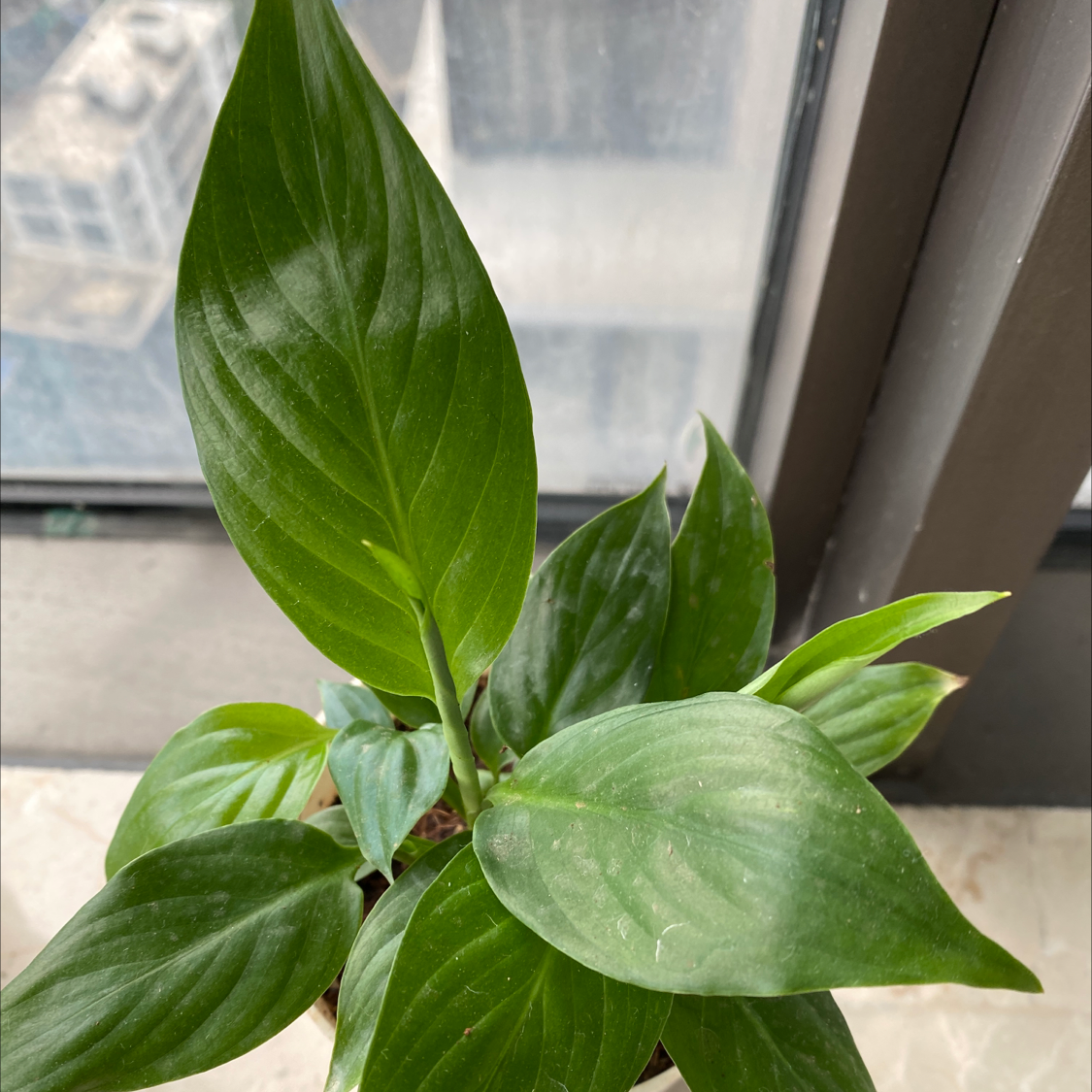 Sensation Peace Lily with healthy green leaves near a window.