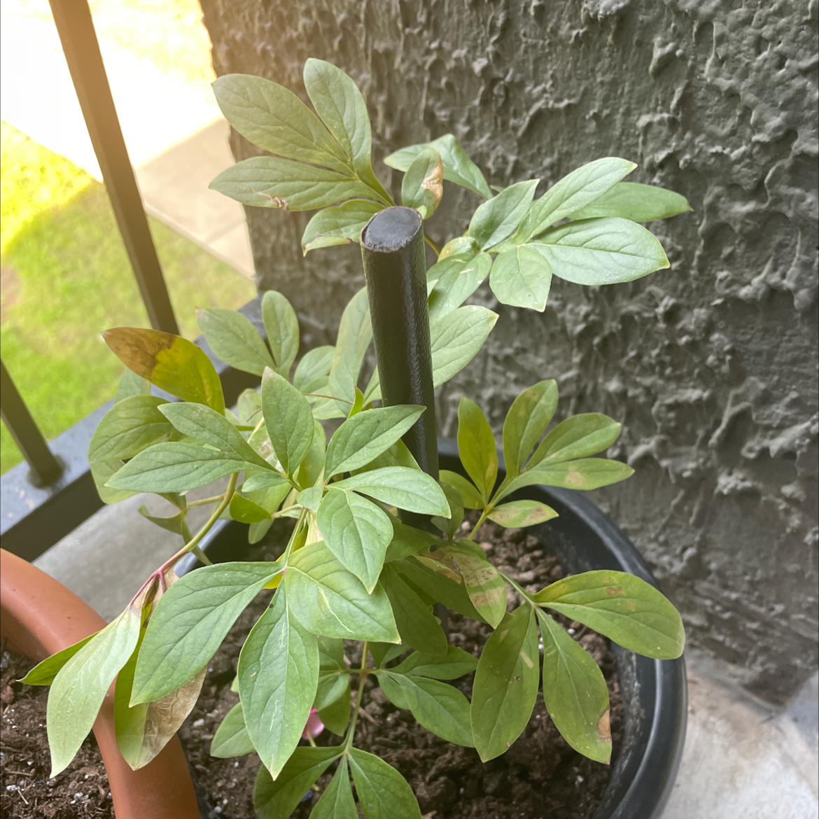 Potted Chinese Peony plant with green leaves, well-framed and healthy.
