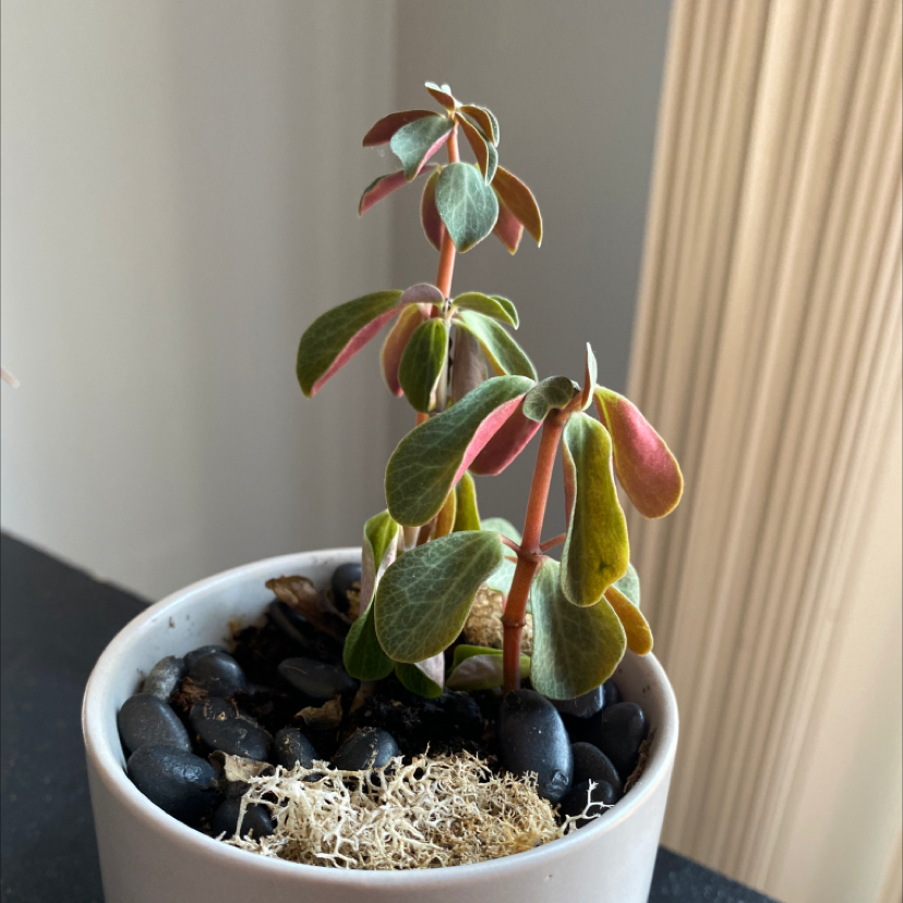 Peperomia Red Log plant in a white pot with some yellowing and browning leaves.