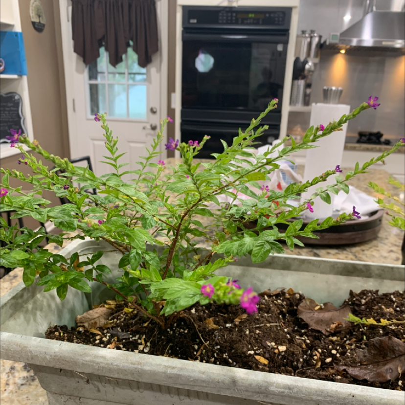 Mexican-Heather plant in a rectangular planter with small purple flowers and visible soil.