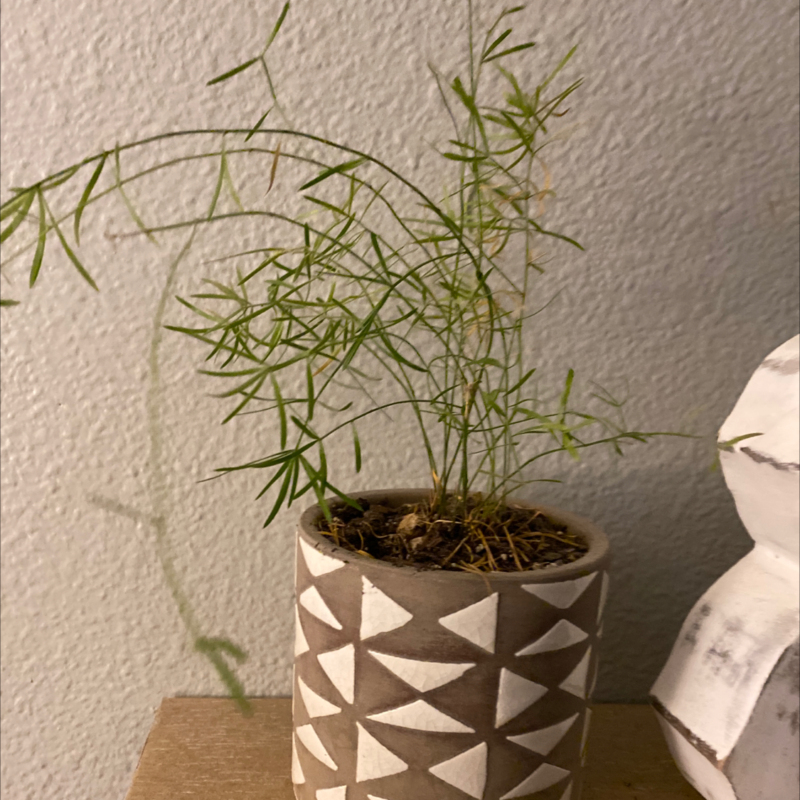 Healthy potted Plume Asparagus plant with long, thin, bright green feathery stems, in a geometric patterned ceramic pot against a white wall.