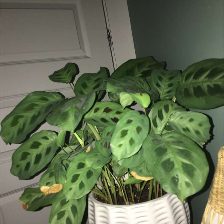 Green Prayer Plant plant photo by Shana named Your plant on Greg, the plant care app.