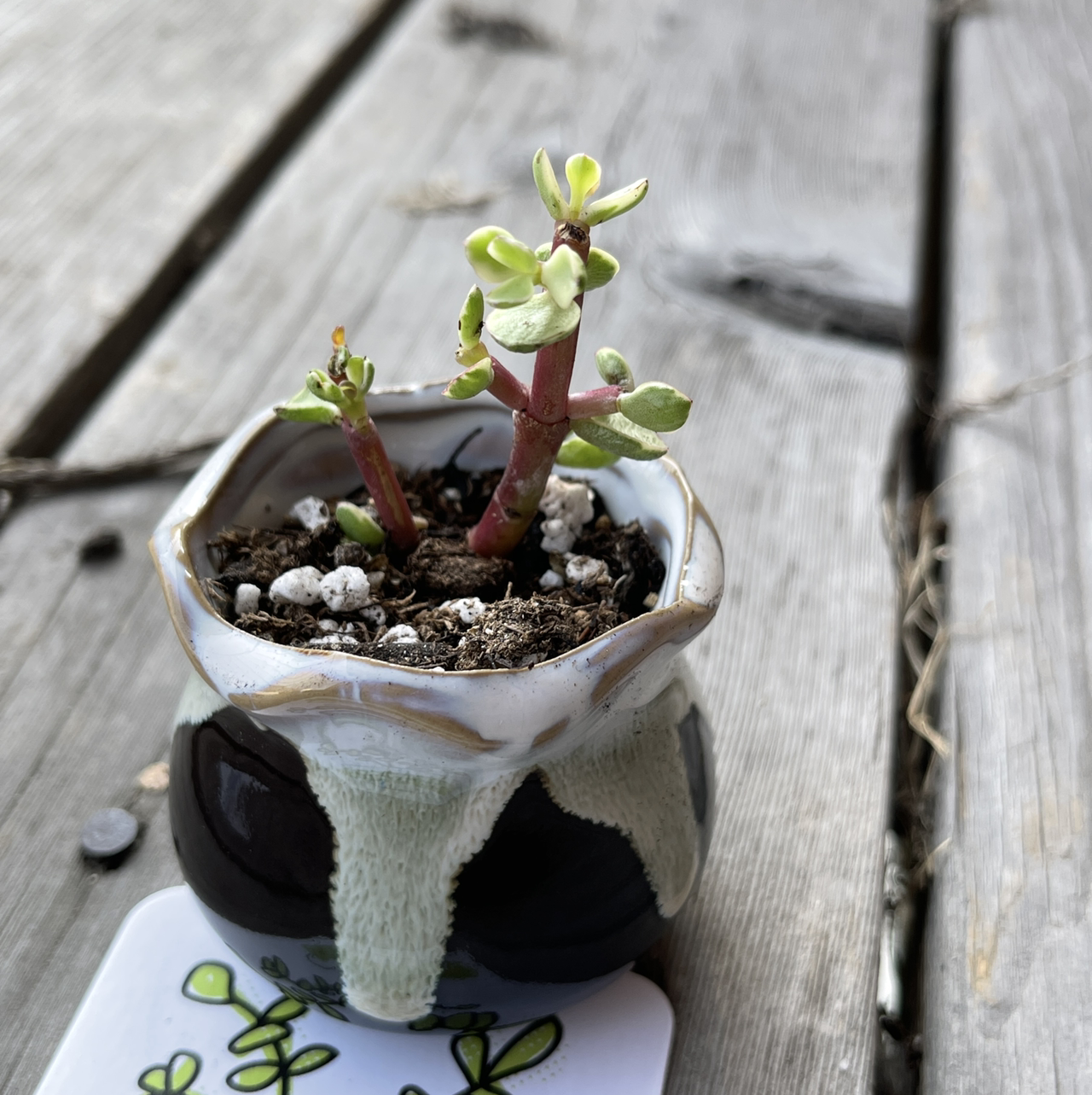 Elephant Bush plant photo by @annachromatic named Bigleef Smalls on Greg, the plant care app.