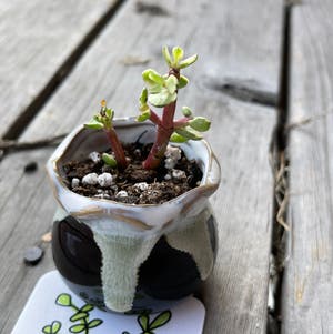 Portulacaria Afra plant photo by @annachromatic named Bigleef Smalls on Greg, the plant care app.
