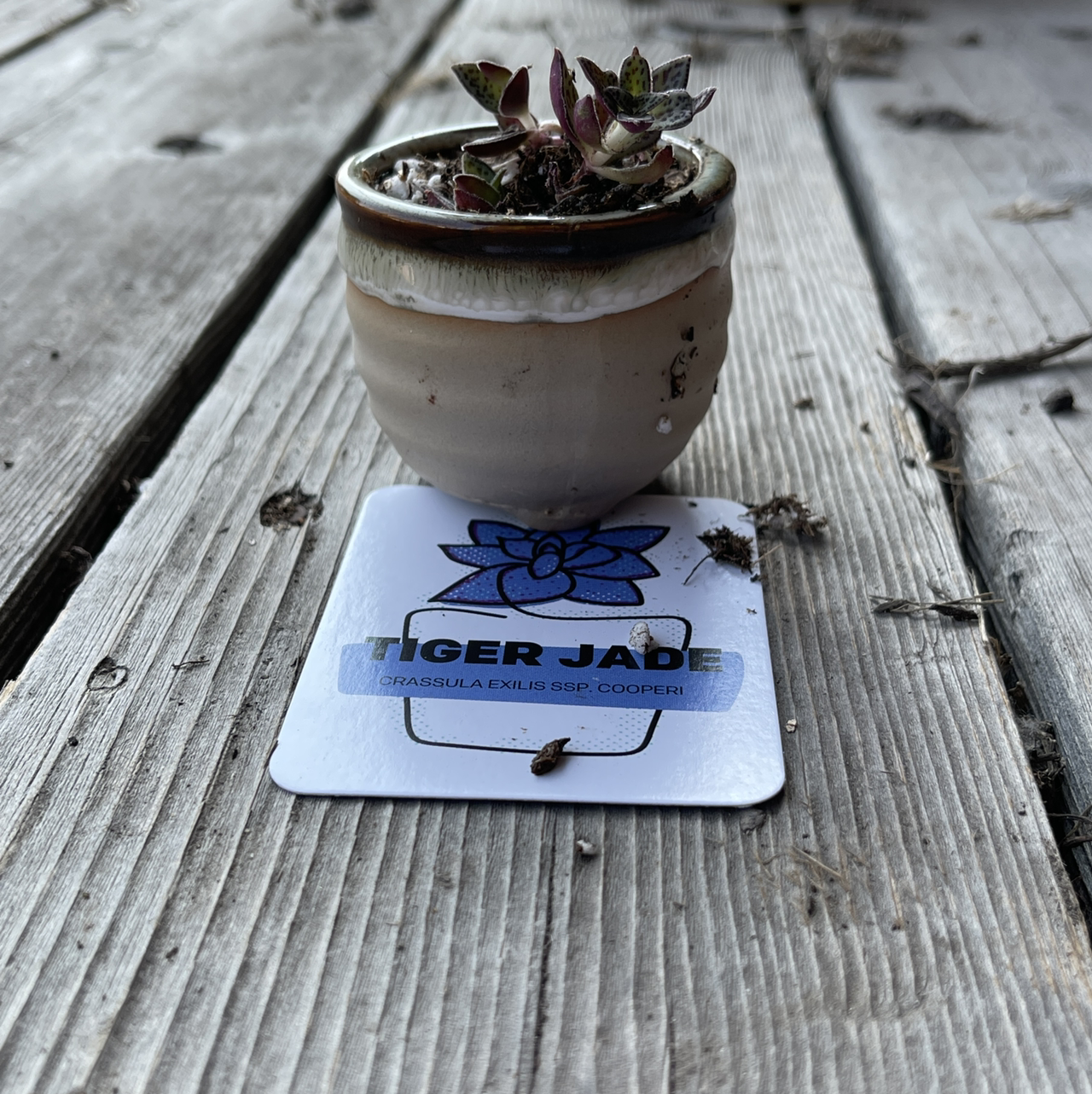Tiger Jade plant photo by @annachromatic named Oscar on Greg, the plant care app.
