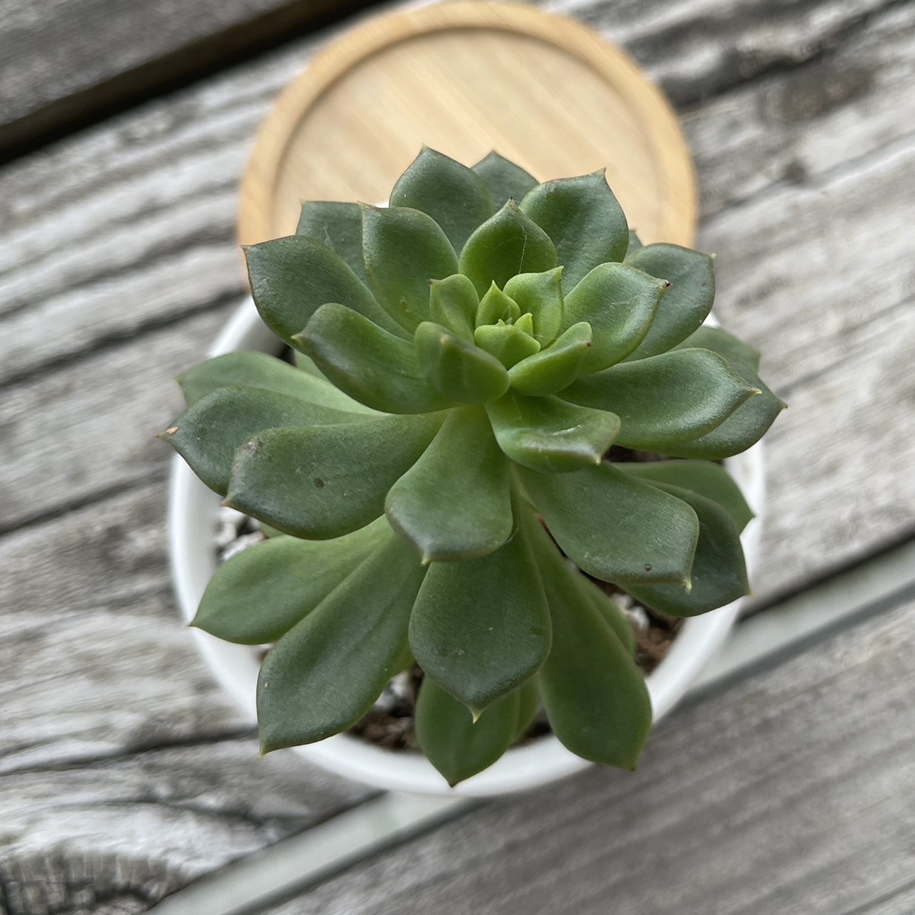 Photo of the plant species Sedeveria 'Letizia' by @annachromatic named Plato on Greg, the plant care app