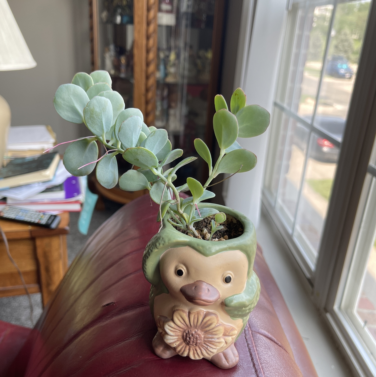 Marnier's Kalanchoe in a decorative pot on a red surface near a window.