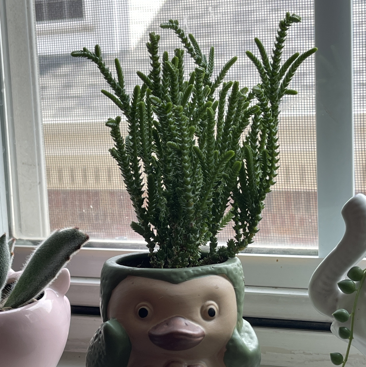 Photo of the plant species Rattail Crassula by @annachromatic named Athena on Greg, the plant care app