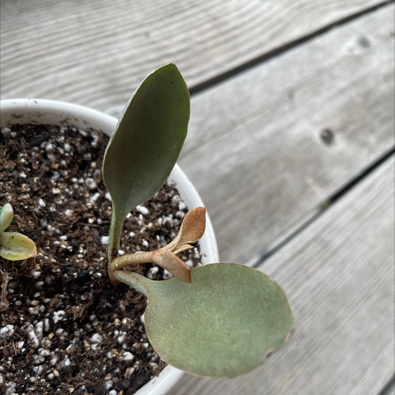 Copper Spoons plant photo by @annachromatic named Gates on Greg, the plant care app.