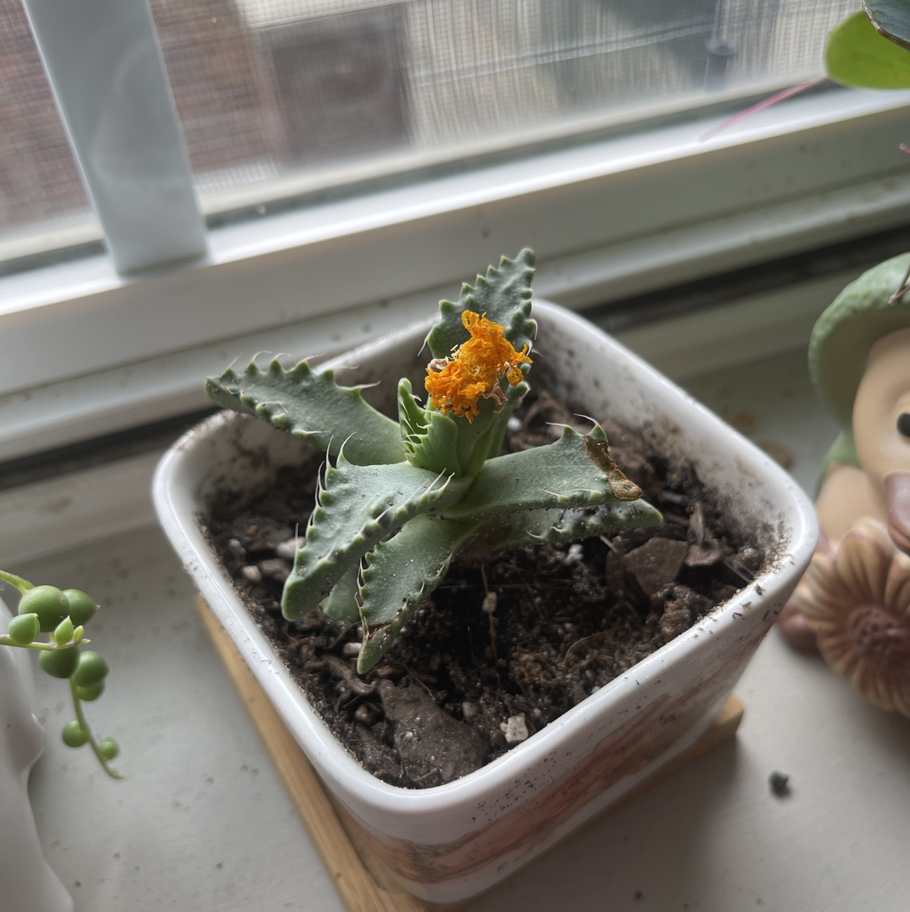 Tiger's Jaw plant photo by @annachromatic named Austen on Greg, the plant care app.