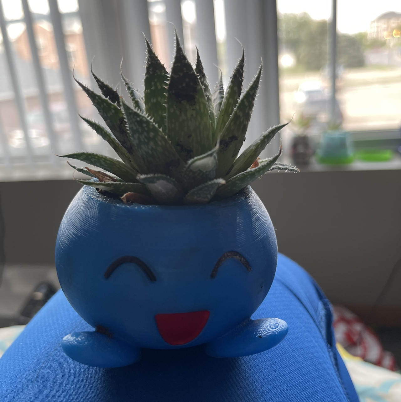 Zebra Plant plant photo by @annachromatic named Sproutacus on Greg, the plant care app.