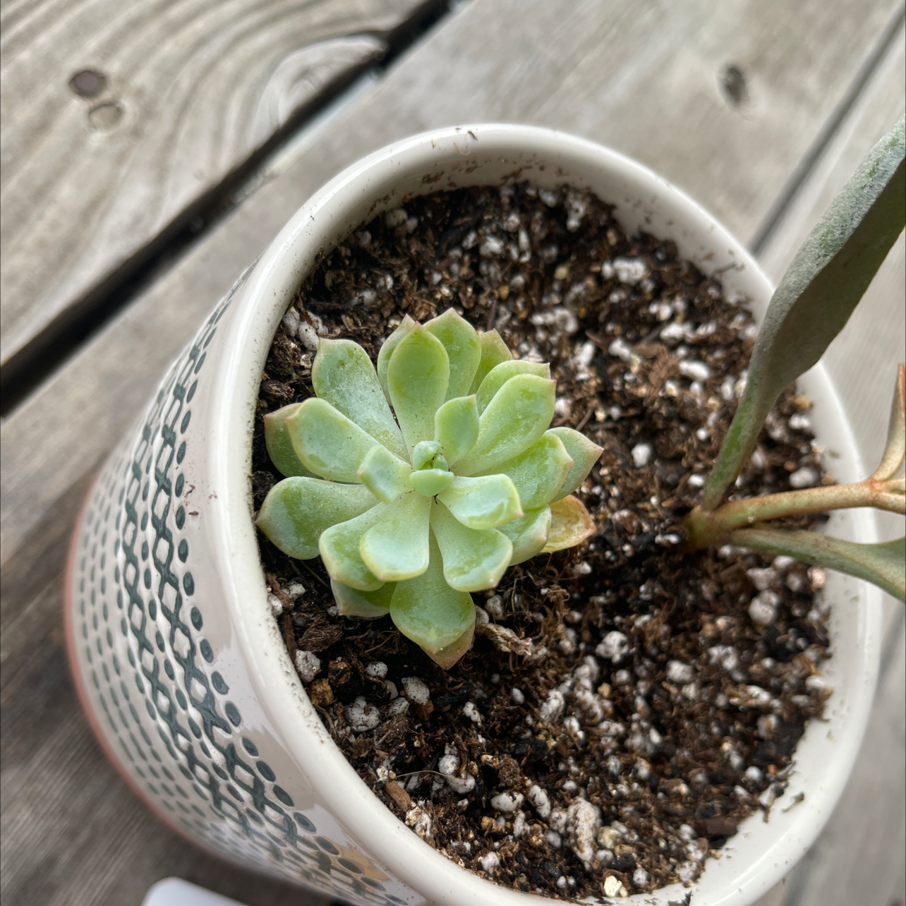 Prolific Echeveria plant photo by @annachromatic named Tolkien on Greg, the plant care app.