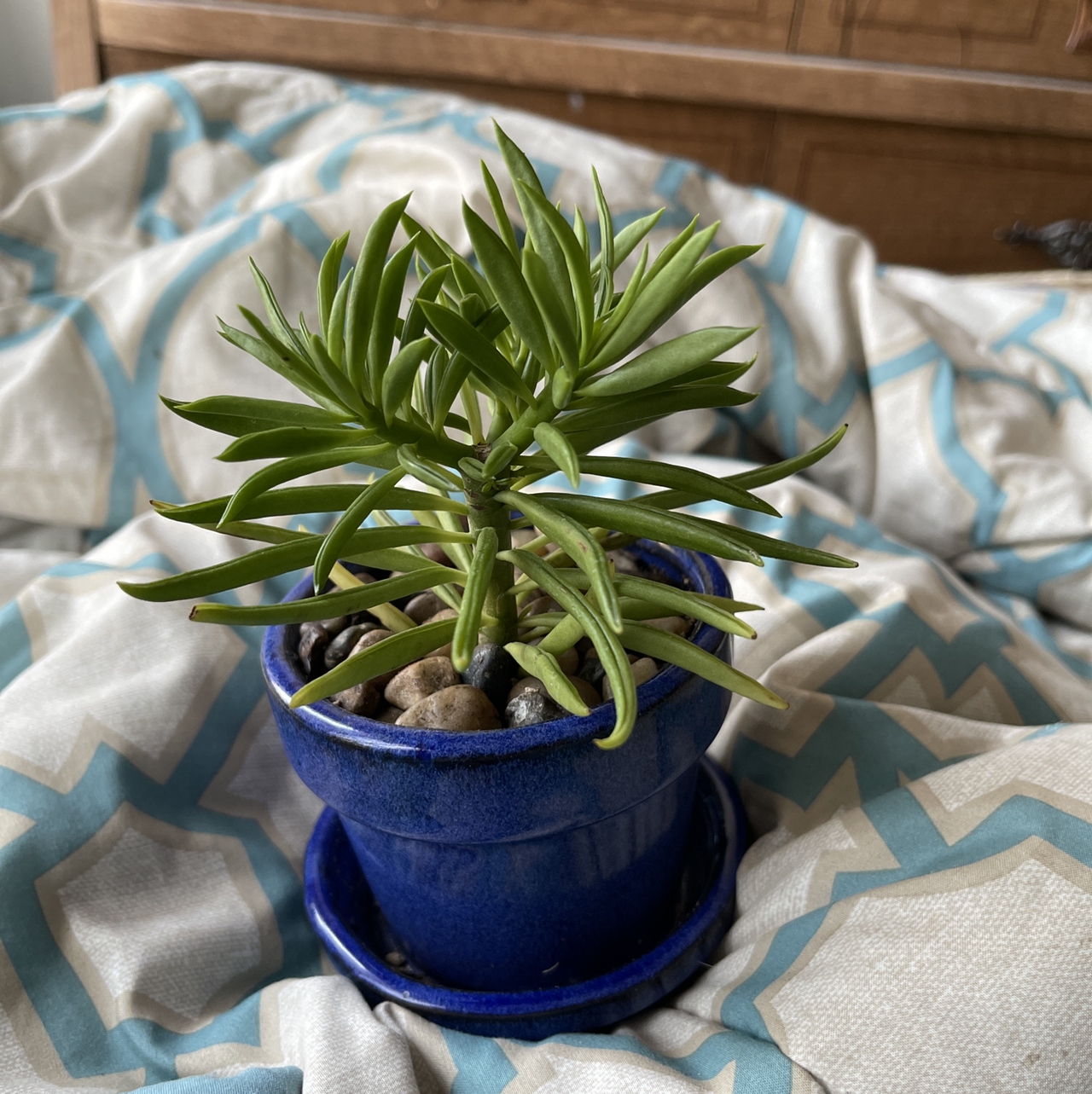 Pincushion Peperomia plant photo by @annachromatic named Kardashian on Greg, the plant care app.