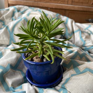 Pincushion Peperomia plant photo by @annachromatic named Kardashian on Greg, the plant care app.