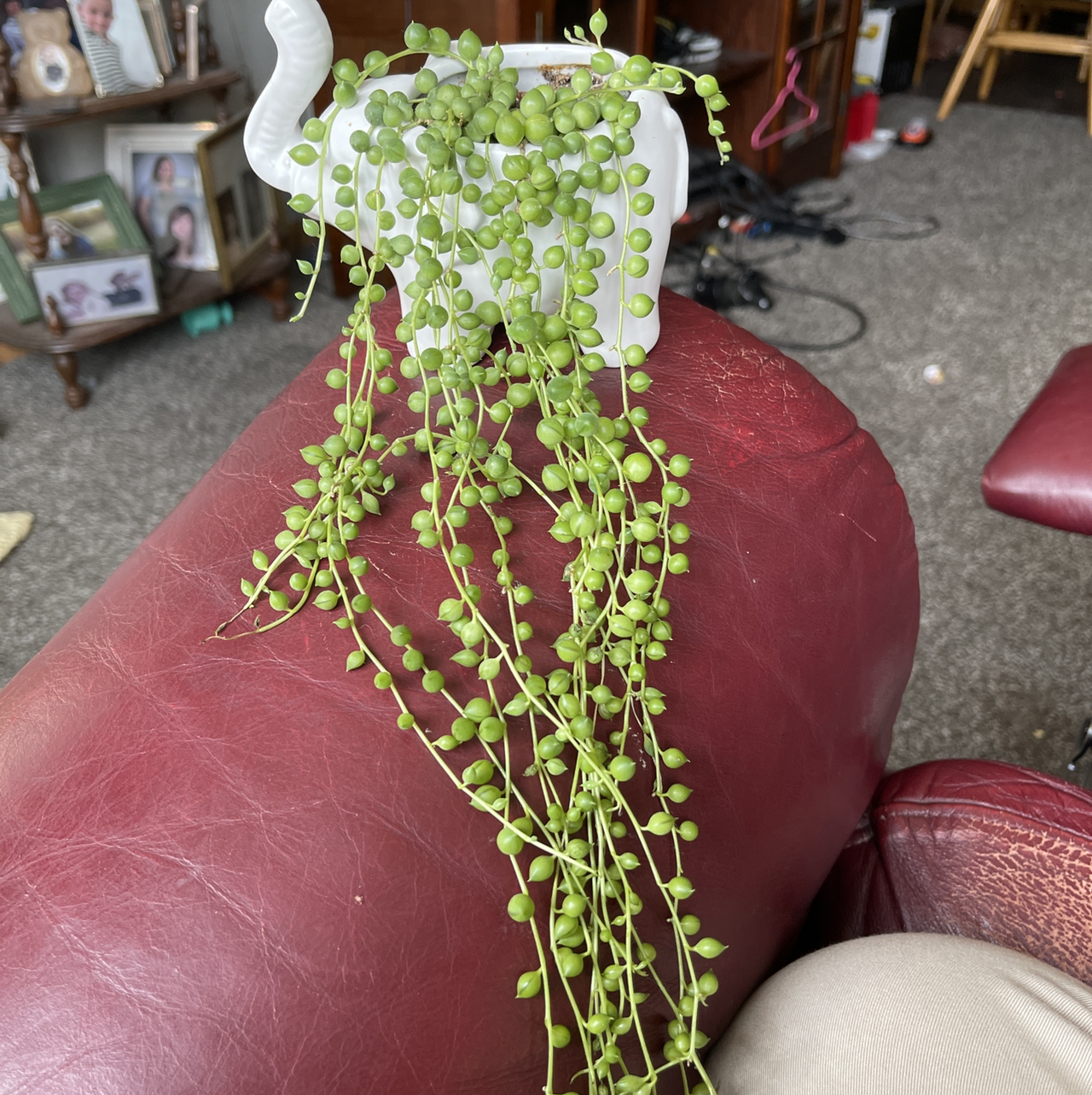 String of Pearls plant photo by @annachromatic named Demi on Greg, the plant care app.