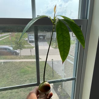 Avocado plant in Galena, Ohio