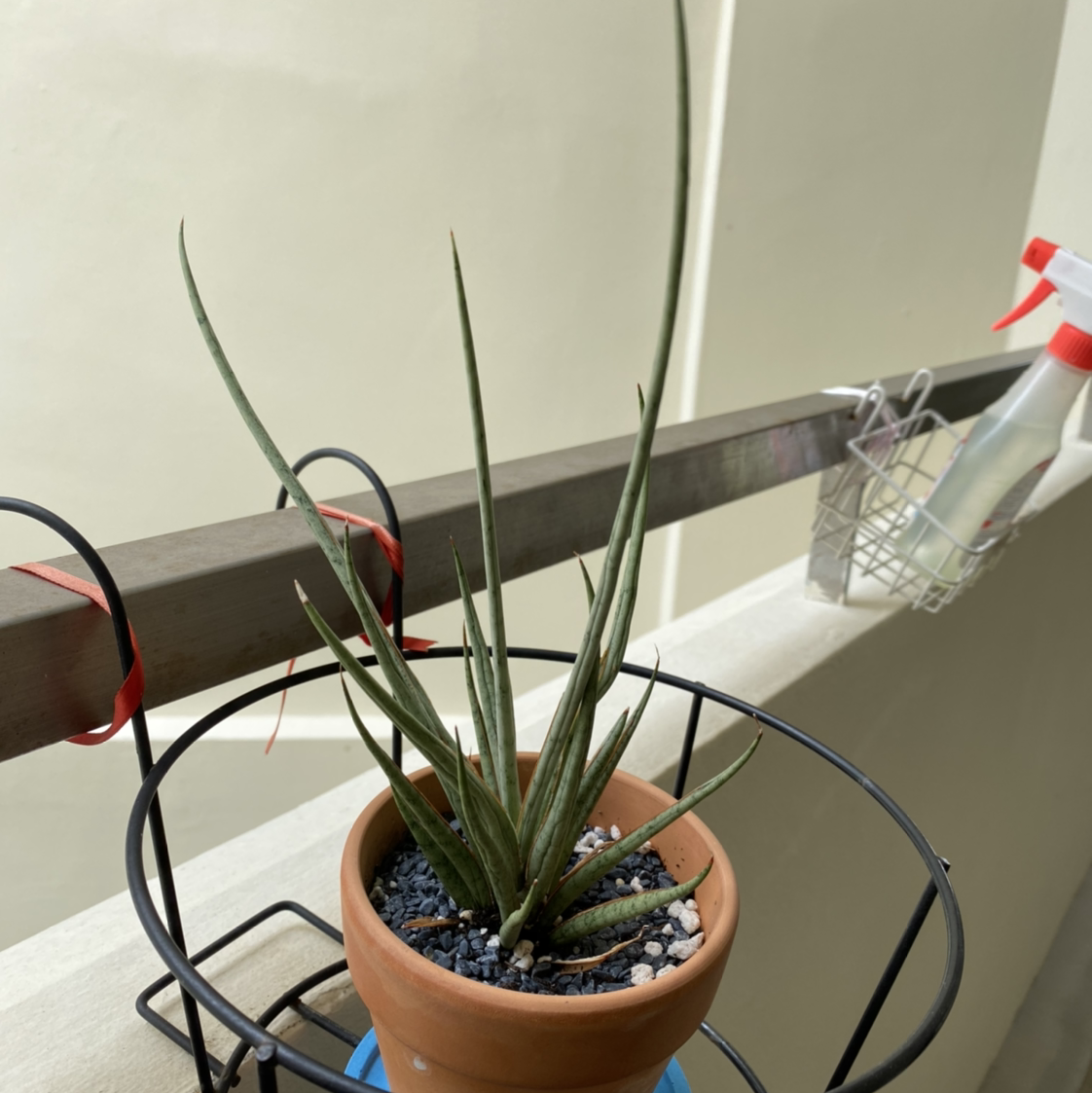 Potted Sansevieria francisii plant with long, slender leaves on a balcony.