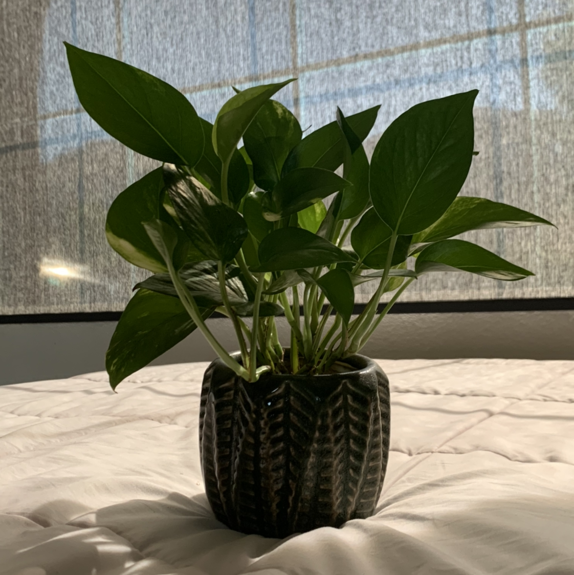 Taro Vine plant photo by @sophiabourret named Elle Woods on Greg, the plant care app.