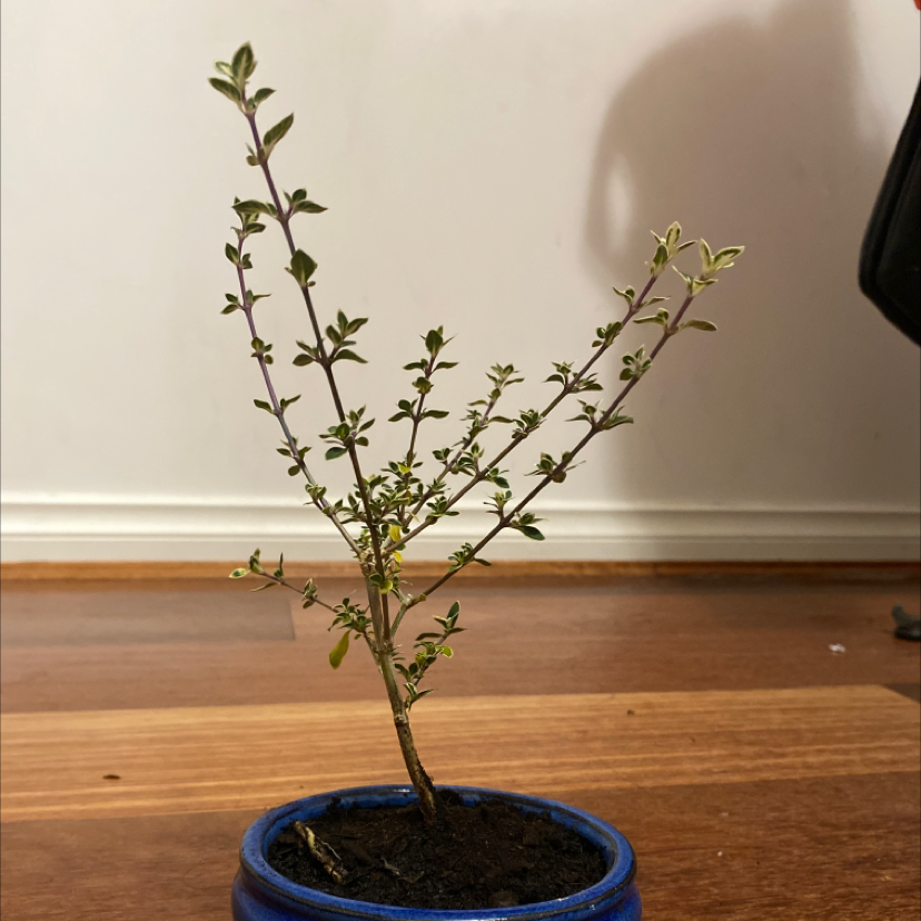 Photo of the plant species Snow Rose by @sabrinawingard named Valdaro on Greg, the plant care app