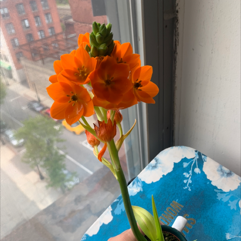 Sun Star plant with vibrant orange flowers, healthy appearance, cityscape background.