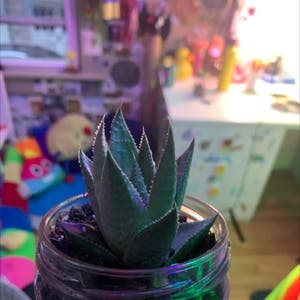 Zebra Plant plant photo by @hearing.haver named salsa on Greg, the plant care app.