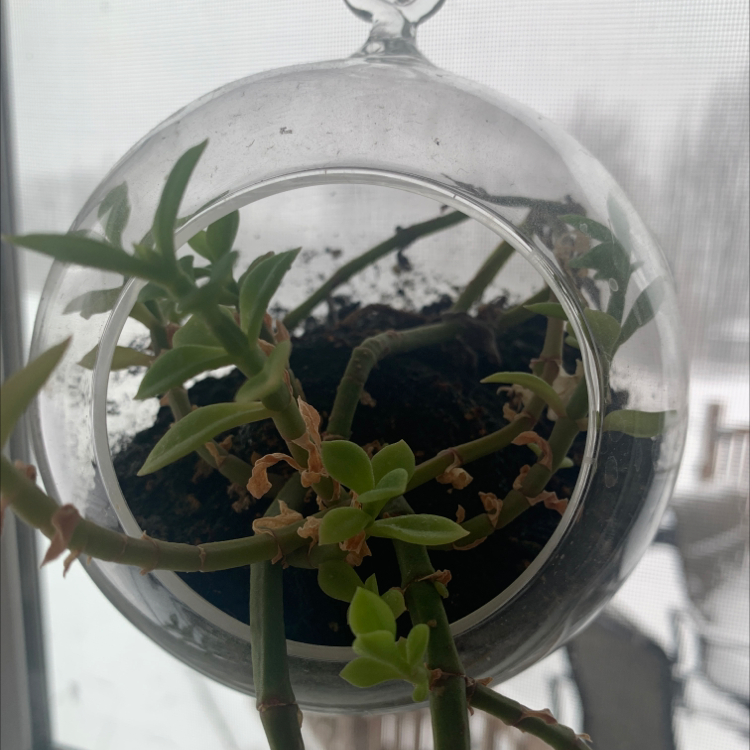 Baby Sun Rose plant in a hanging glass container with some browning leaves and visible soil.