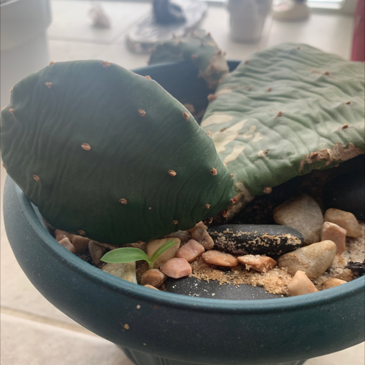 Smooth Prickly Pear cactus in a pot with visible soil and rocks. Some pads show discoloration.