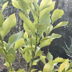 Makrut Lime plant
