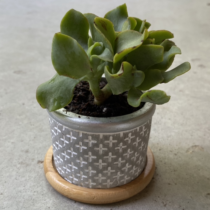 Ripple Jade plant in a decorative pot with visible soil, well-framed and in focus.