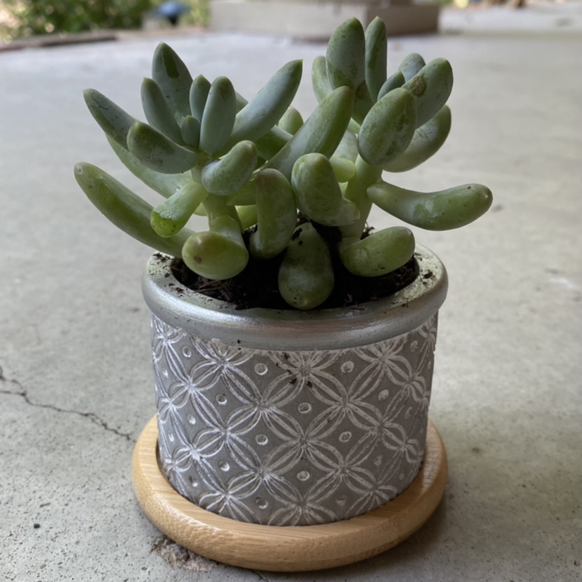 Pachyphytum 'Starburst' succulent in a decorative pot, healthy and well-framed.