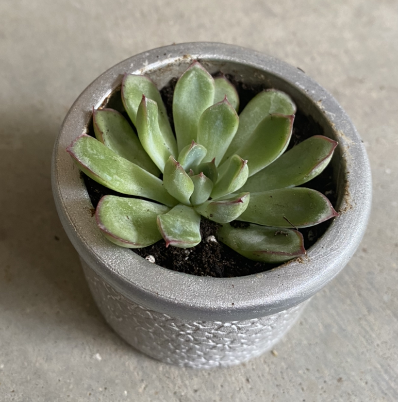 Potted Echeveria chihuahuaensis succulent with green leaves and red tips.