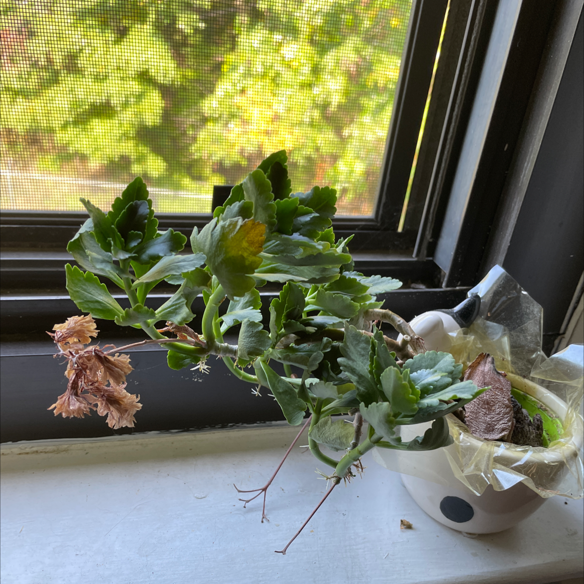 Florist Kalanchoe plant photo by @booksandplants named Harry on Greg, the plant care app.