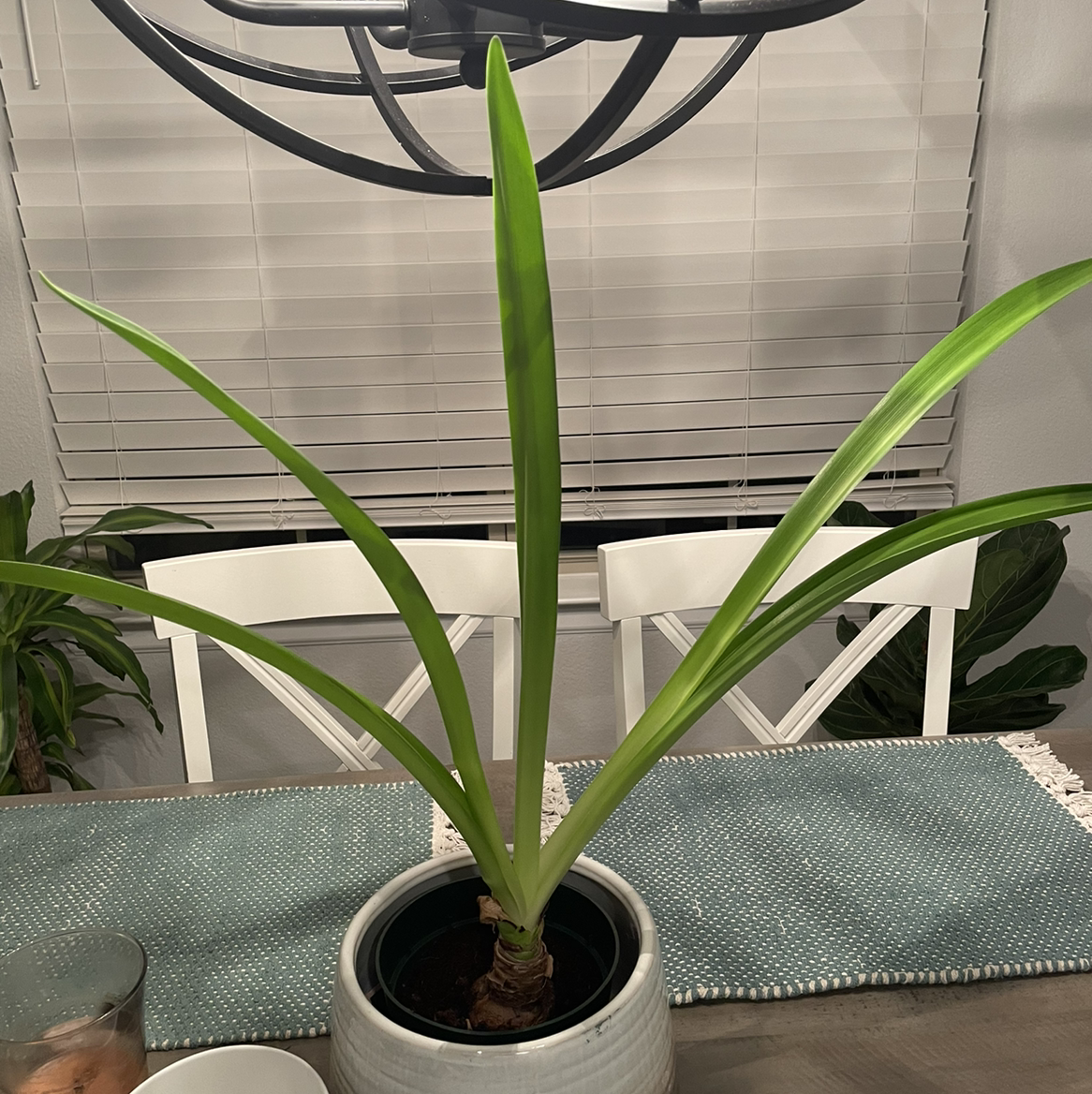 Potted Striped-Tubed Amaryllis plant with long green leaves on a table indoors.