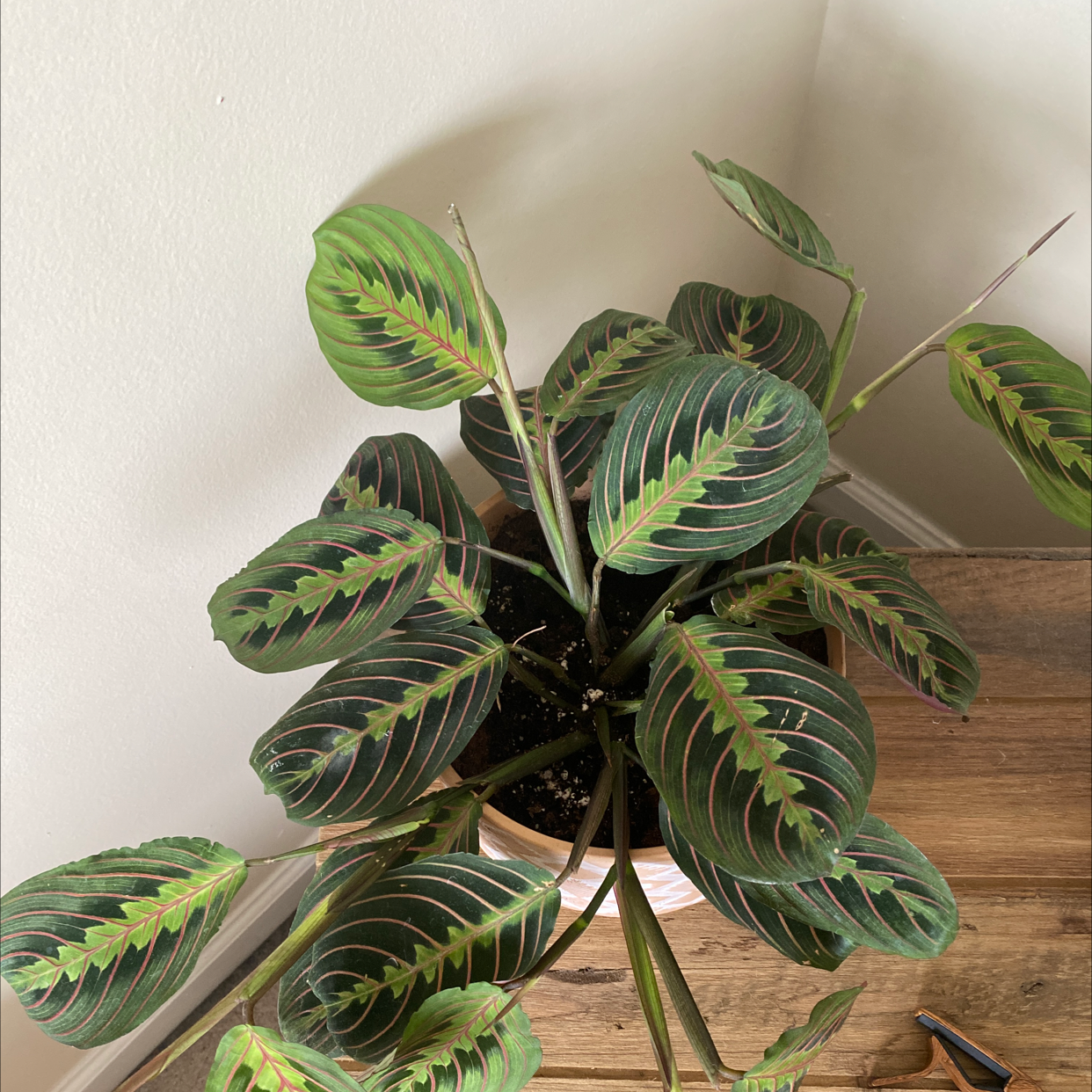 Green Prayer Plant plant photo by @lexyelyse12 named Selah on Greg, the plant care app.