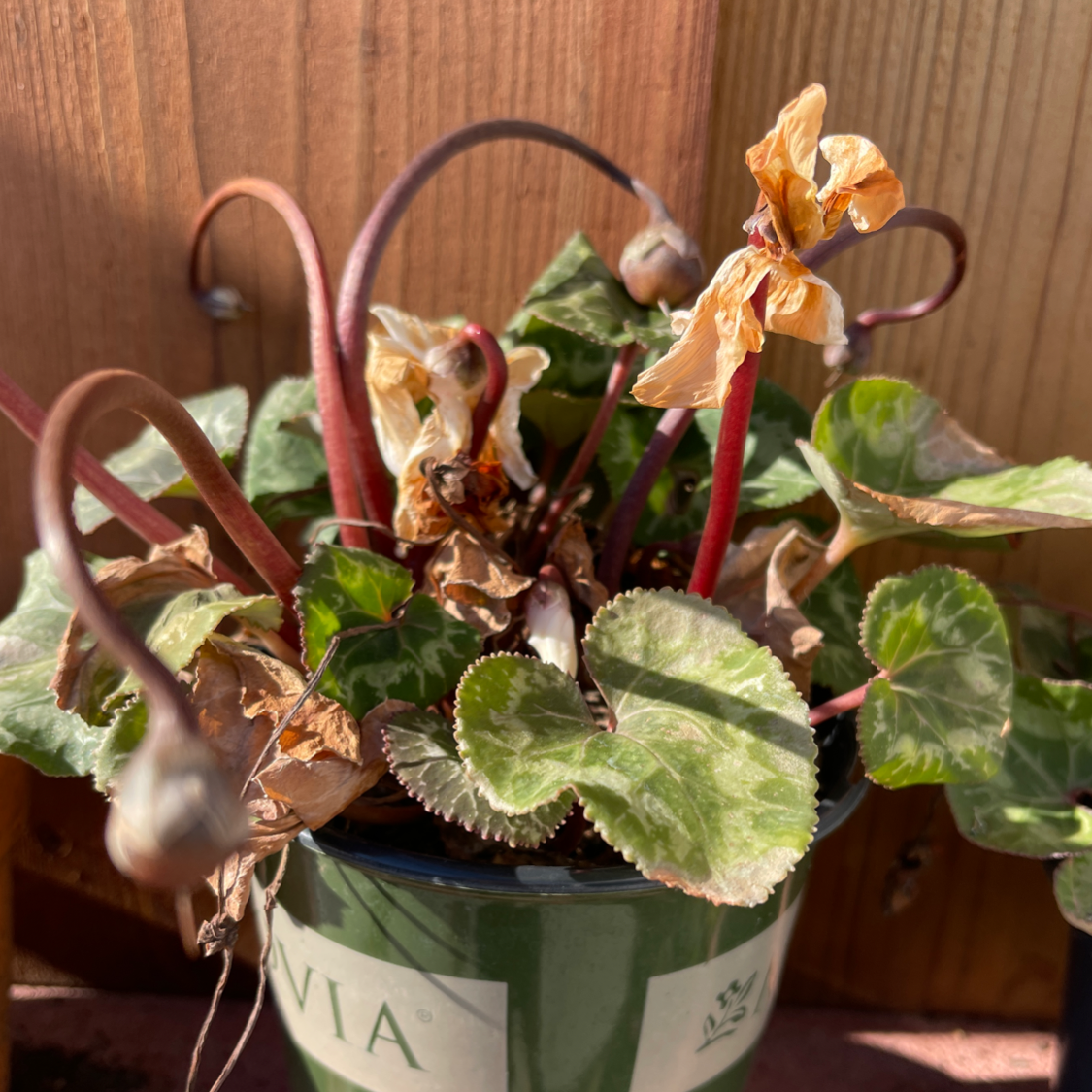 💧 Why Are My Persian Cyclamen Leaves Mushy?