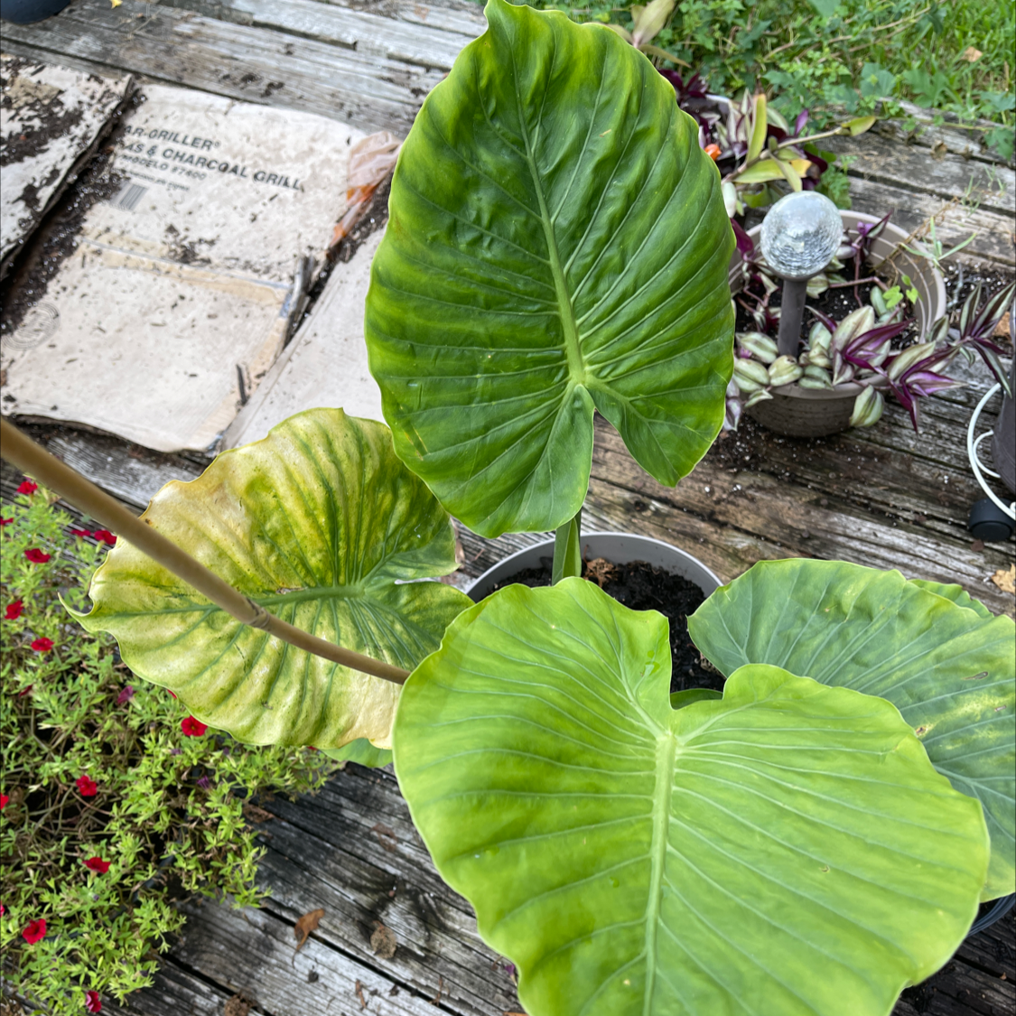 Taro Vine plant photo by Meribeth named Stella on Greg, the plant care app.