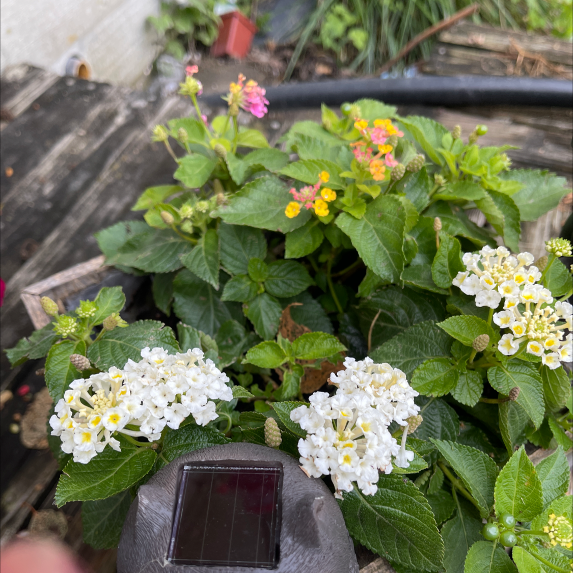 Lantana plant photo by Meribeth named Your plant on Greg, the plant care app.