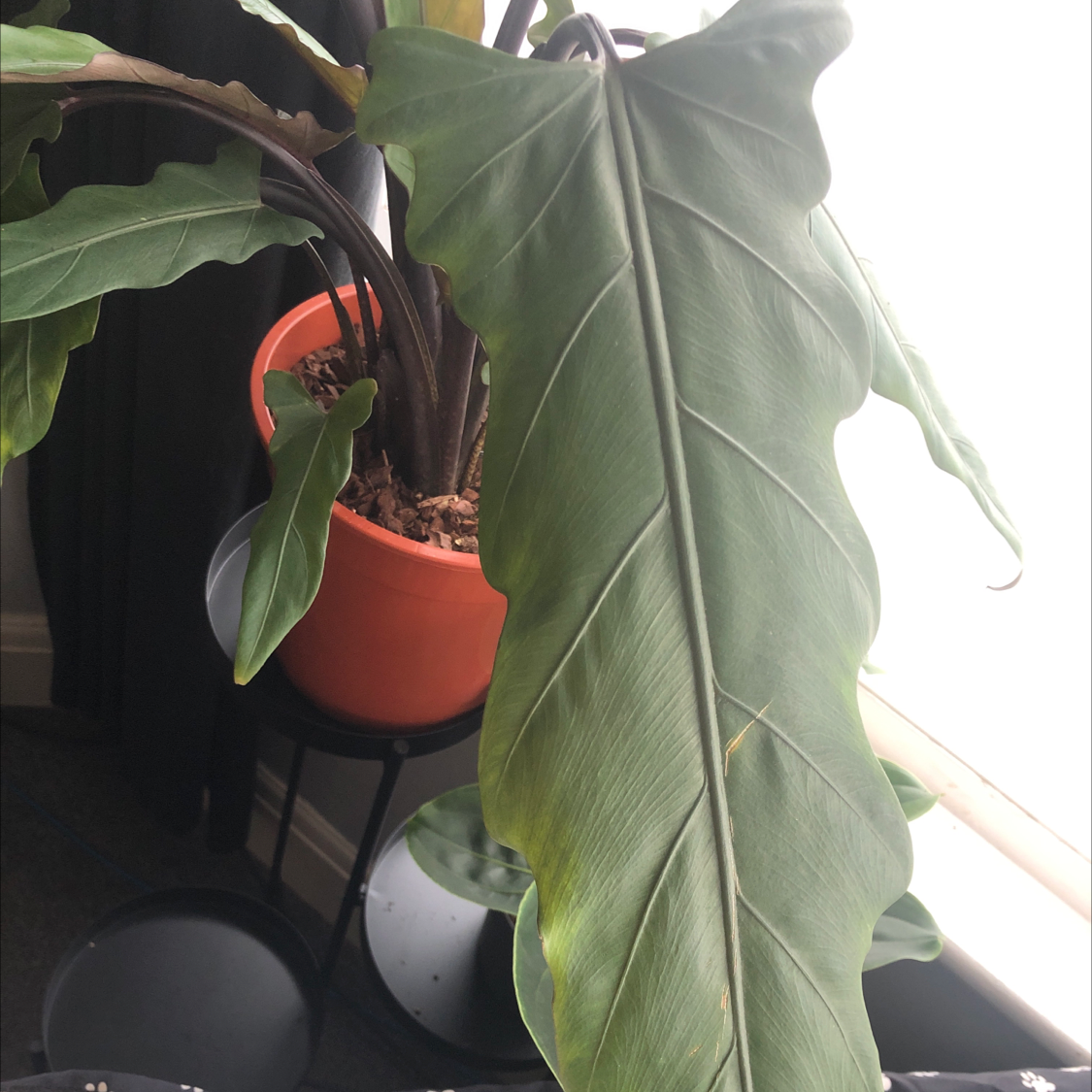 Bird's nest anthurium plant in a pot with slight yellowing on leaves.