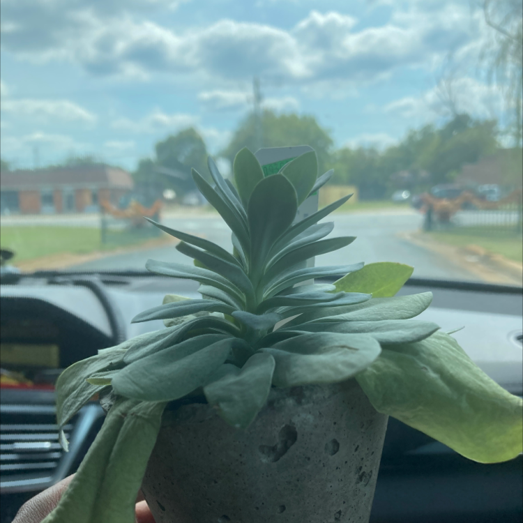 Potted Myrtle Spurge plant in a vehicle with a cloudy sky visible through the window.