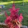 Calculate water needs of Red Amaranth