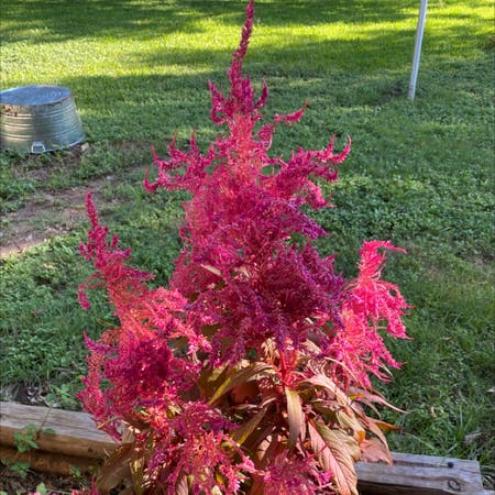 Photo of the plant species Blood Amaranth by Beth named Dragon on Greg, the plant care app