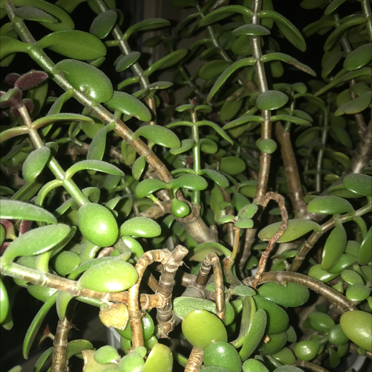 Lucky Plant plant photo by Flocke named Gobi on Greg, the plant care app.
