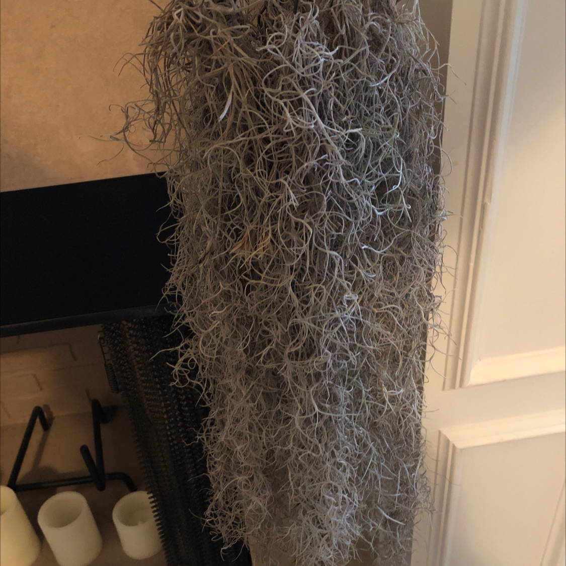 Hanging Spanish Moss plant indoors near a wall and candles.