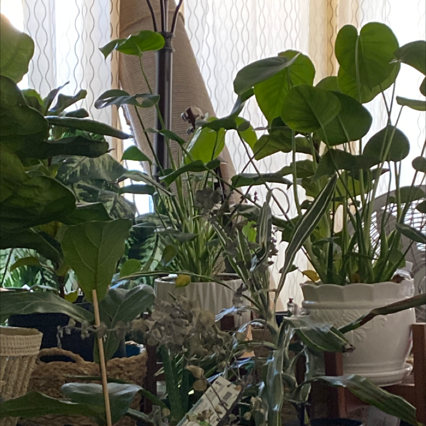 Monstera plant photo by Crisa named Athena on Greg, the plant care app.