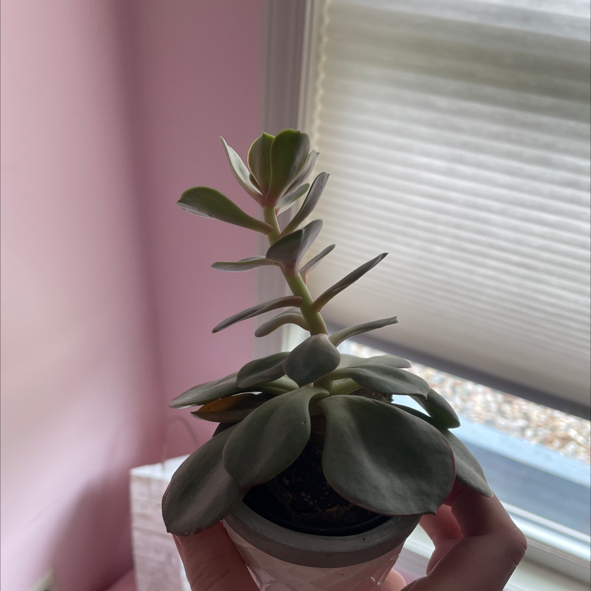 Mexican Snowball plant photo by @Kleivos named Nikita on Greg, the plant care app.