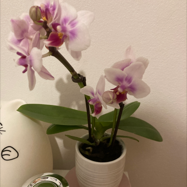 Photo of the plant species Early-Purple Orchid by Sabrine named Willow on Greg, the plant care app