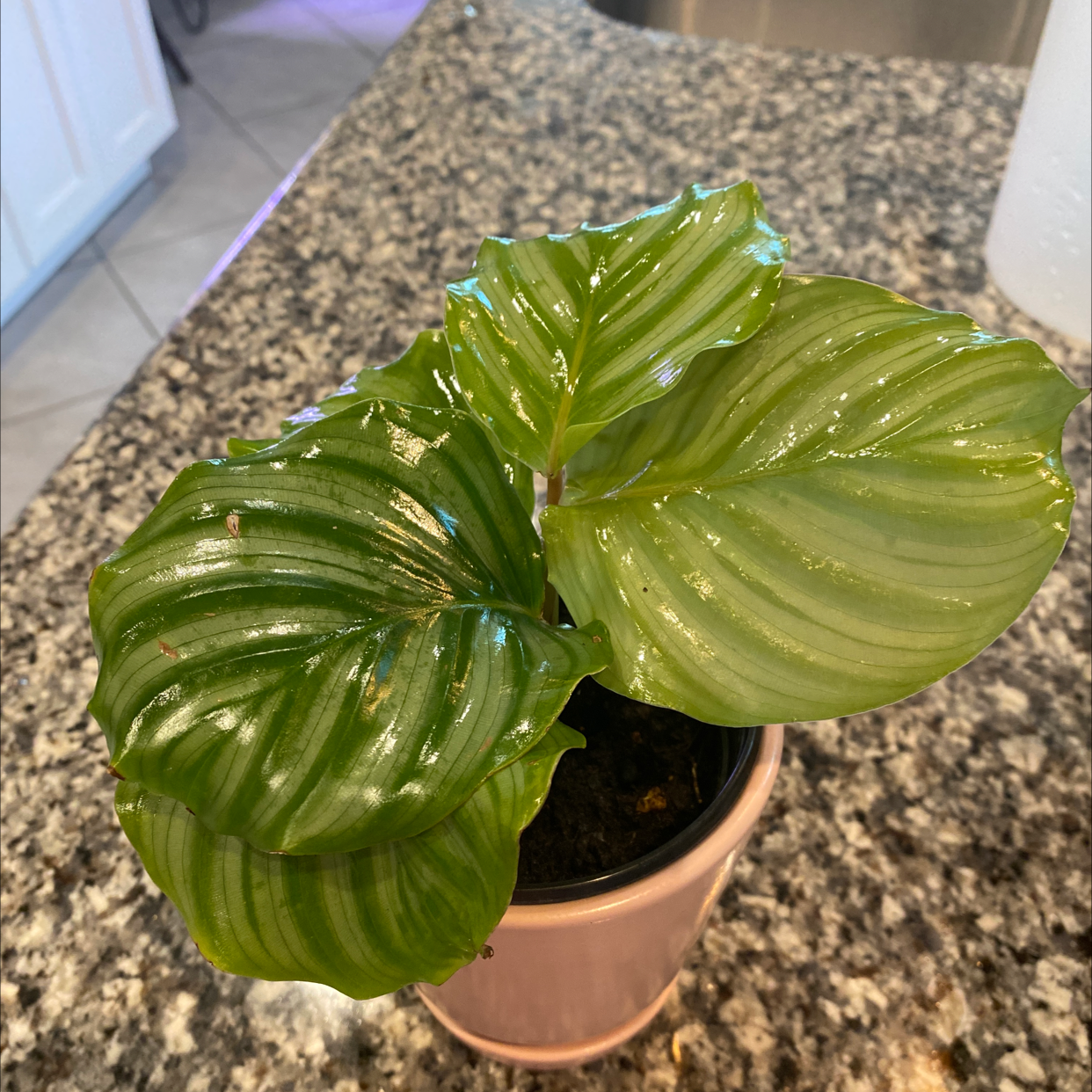 Calathea Orbifolia plant with glossy, striped leaves in a pot on a granite countertop.